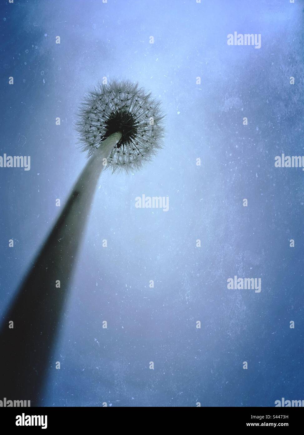 Looking up a dandelion stem - Smartphone Captured Stock Image