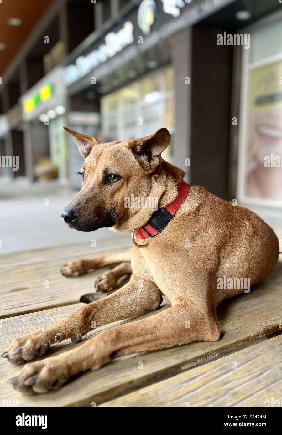 Handsome indie pup 🐶 - Smartphone Captured Stock Image