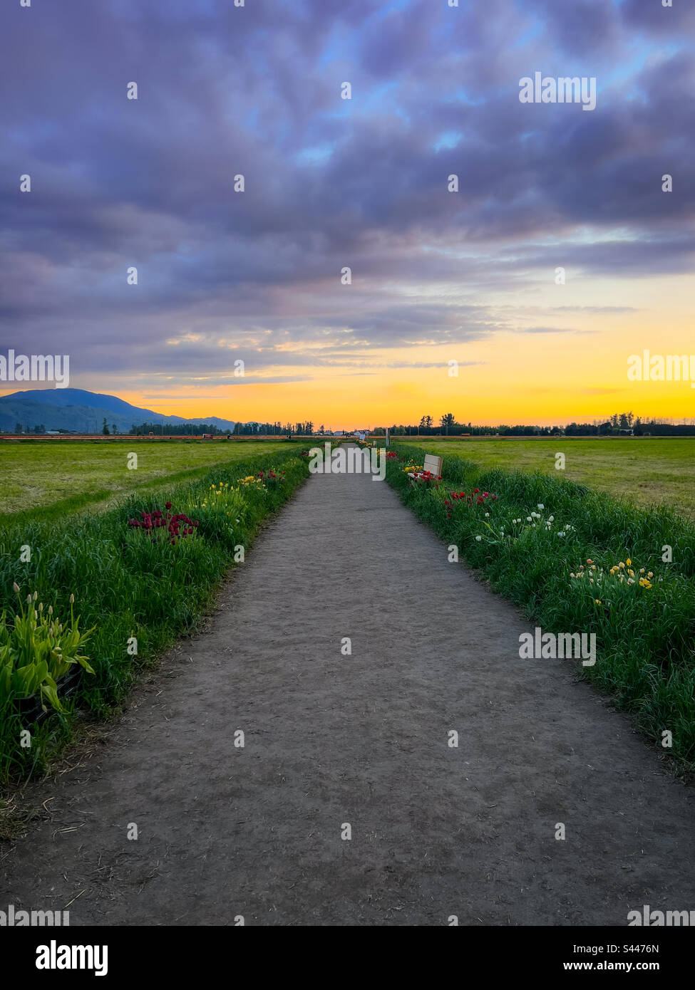 Dreamy pathway Stock Photo