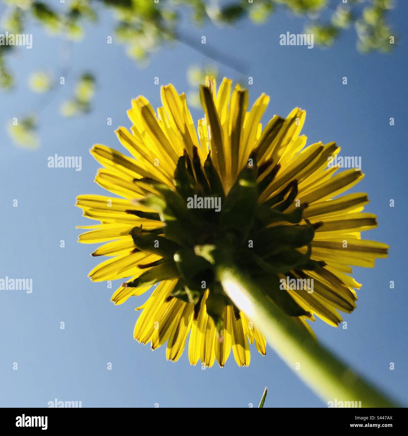 Dandelion flower viewed from the bottom to top. Blue sky background - Smartphone Captured Stock Image