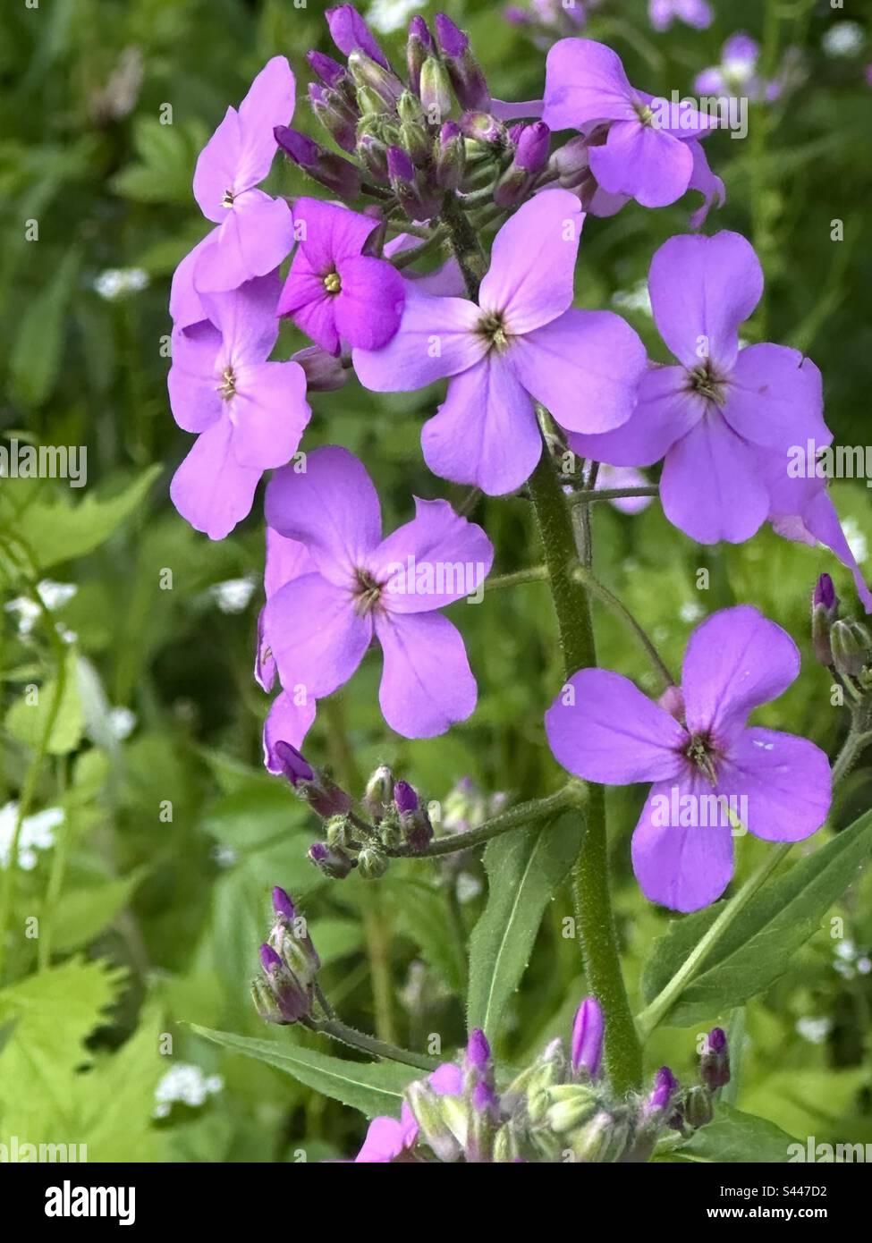 Purple wildflowers hi-res stock photography and images - Alamy