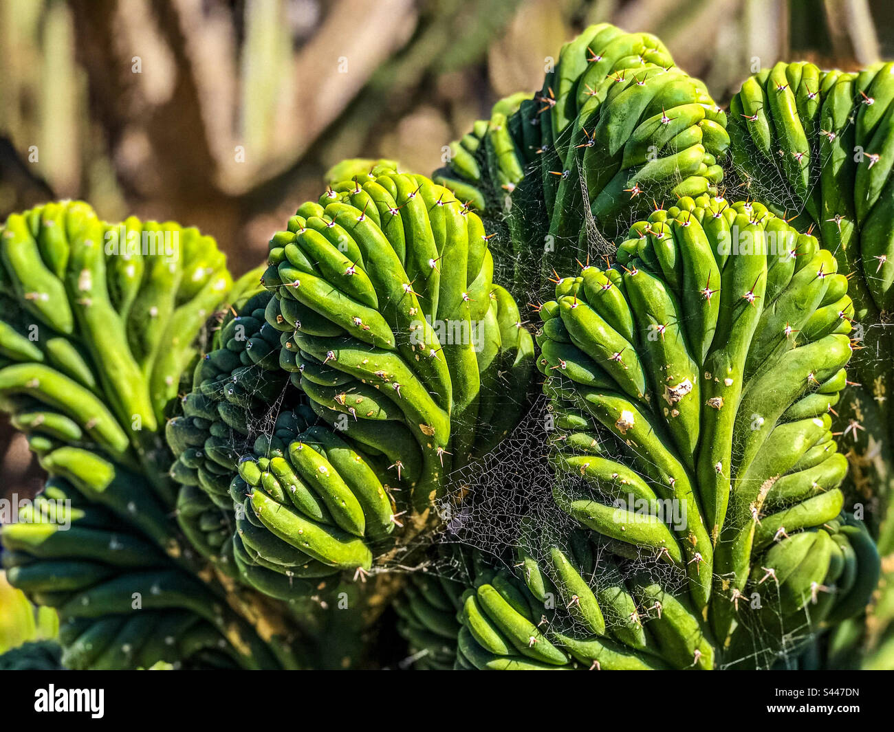 Close-up of dense growth of Myrtillocactus geometrizans stems growing closely together with several spider webs on cacti. Columnar candelabra like tree cactus. Focus on foreground. Stock Photo