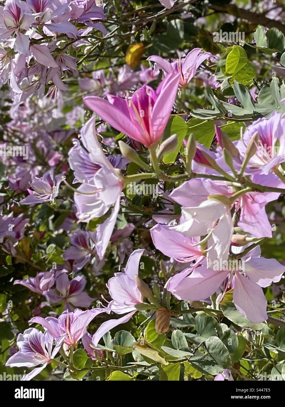 Pink Orchid Tree, super bloom, Scottsdale, Arizona Stock Photo Alamy