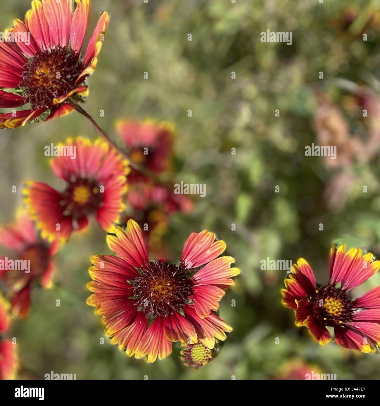 Red and yellow Mexican Blanket flower, Gaillardia, portrait mode, Scottsdale, Phoenix, Arizona Stock Photo