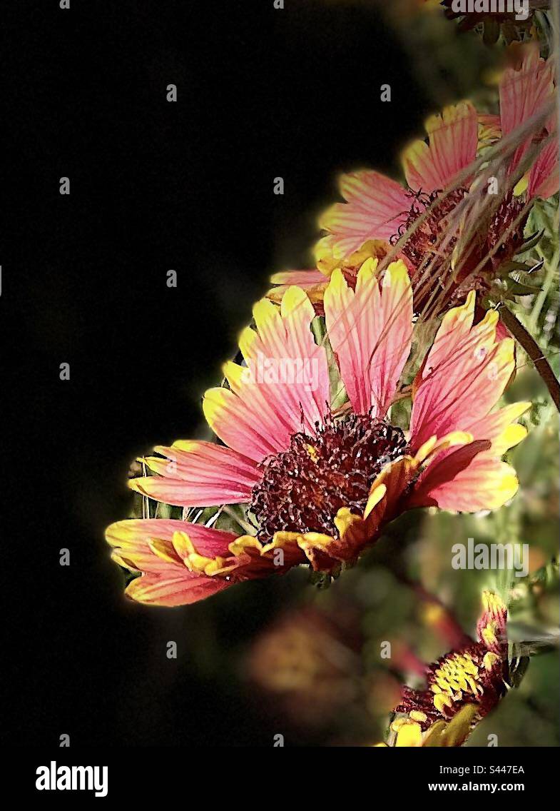 Red and yellow Mexican Blanket flower, Gaillardia, portrait mode, stage lighting, Scottsdale, Phoenix, Arizona Stock Photo