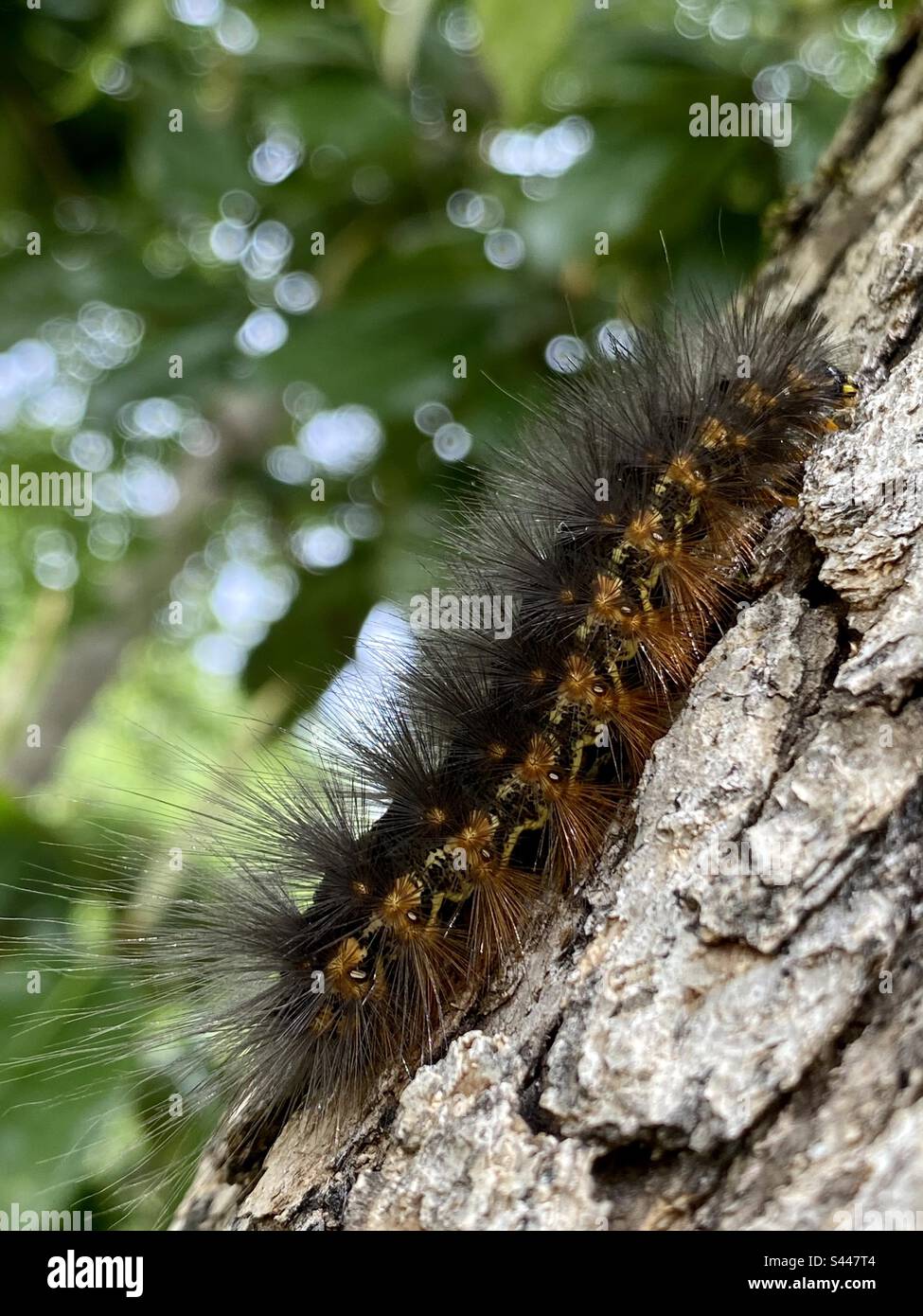 Spiky caterpillar Stock Photo