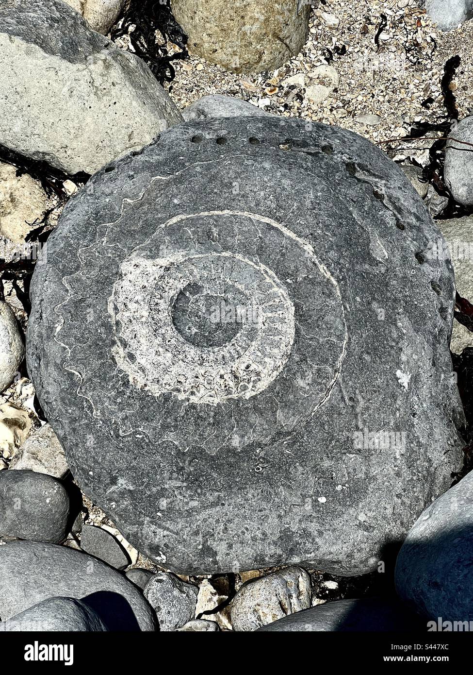 Fossil on the beach in Lyme Regis, England Stock Photo Alamy