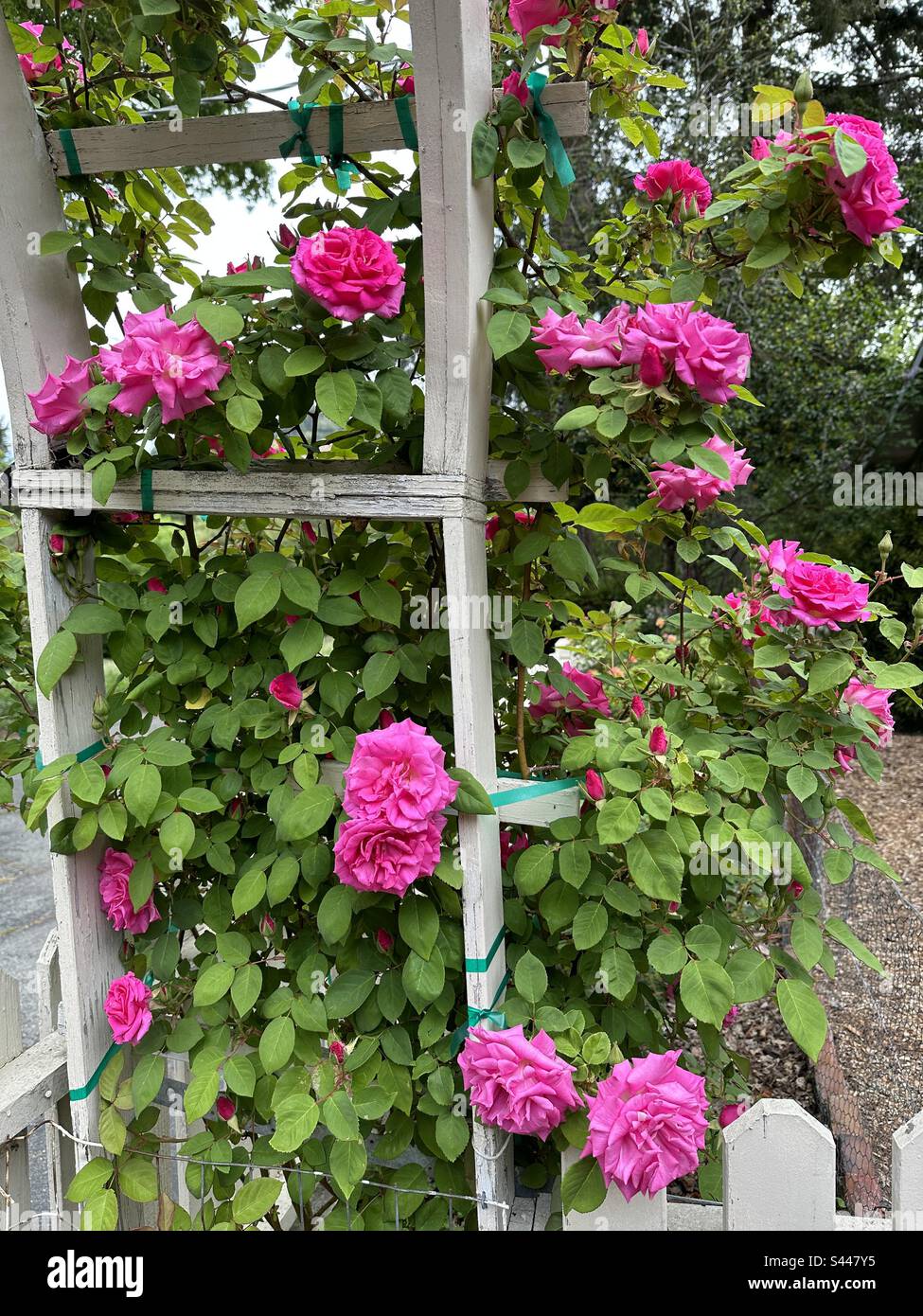 Roses , misty day, California,red, flowering Stock Photo - Alamy