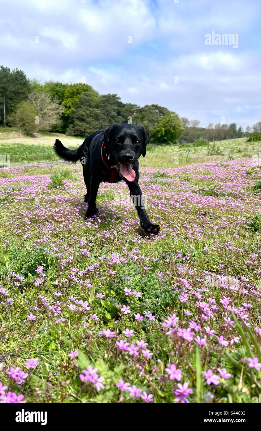 Black dog running through pretty purple-pink flowers Stock Photo - Alamy