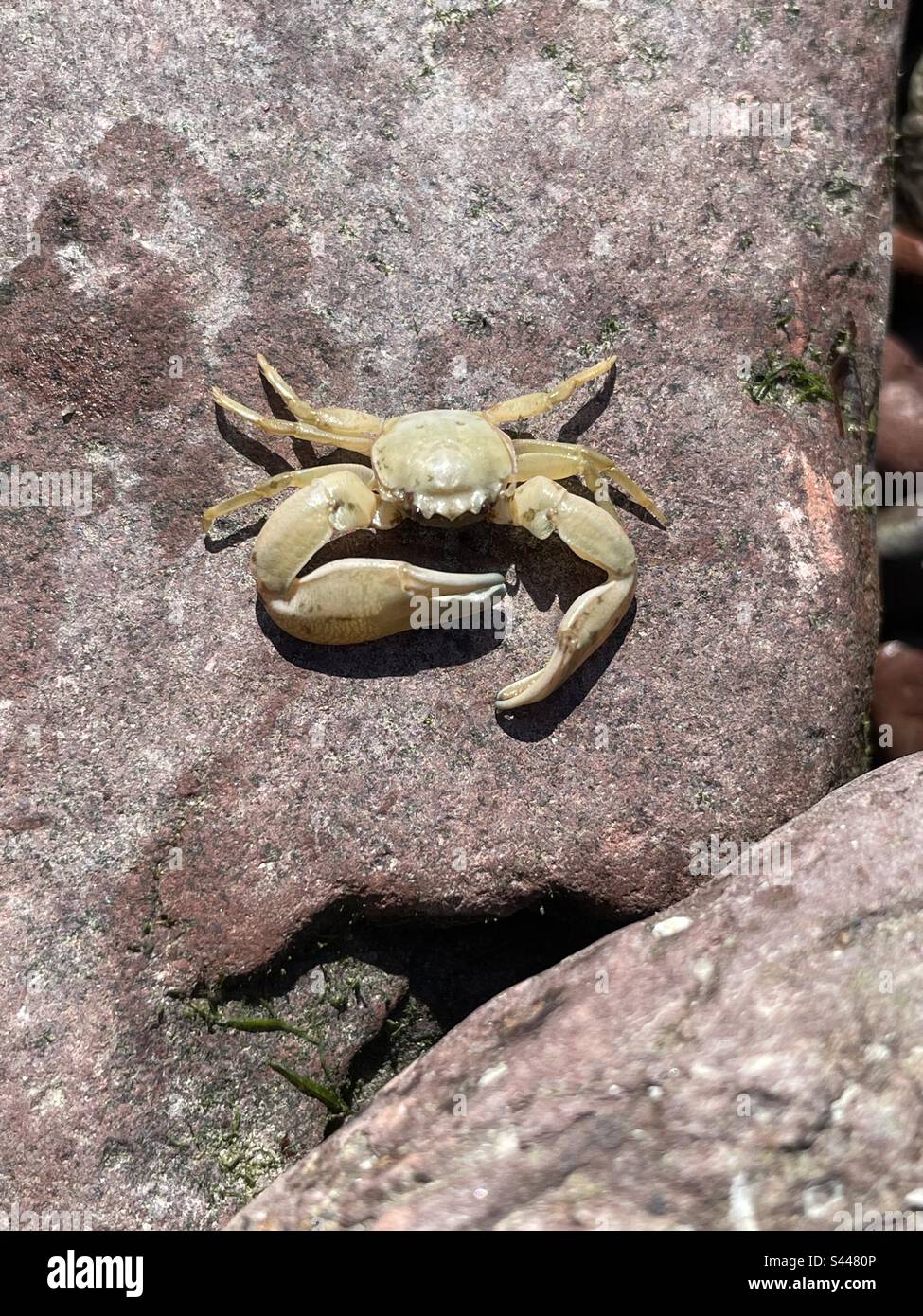 Long clawed porcelain crab (Pisidia longicornis) on the lower seashore in West Wales, April. Stock Photo