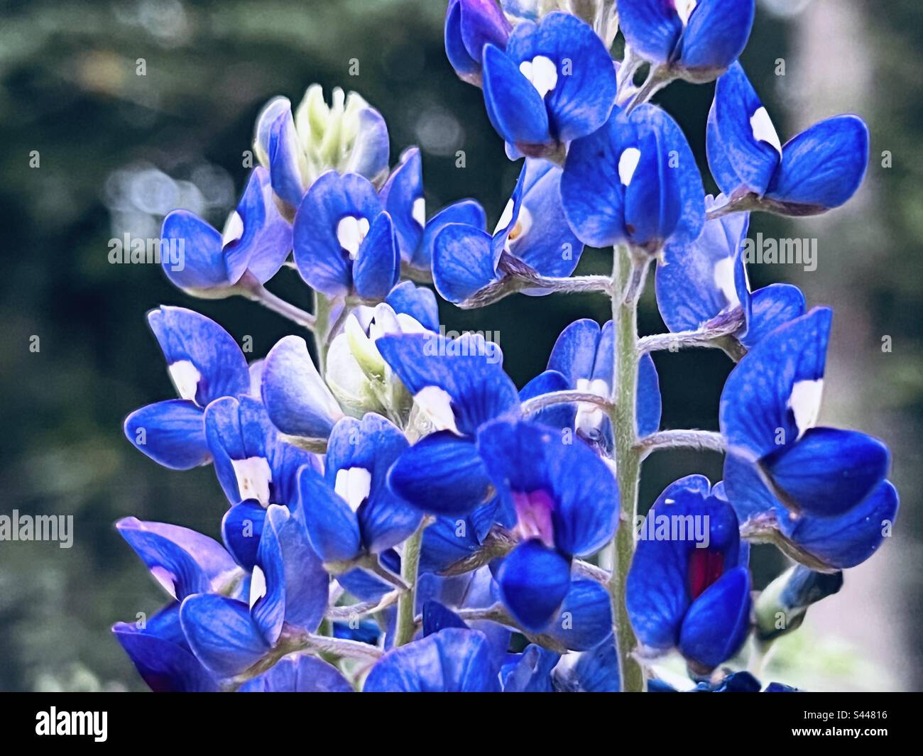 Texas Bluebonnet flowers, Lupinus texensis Stock Photo