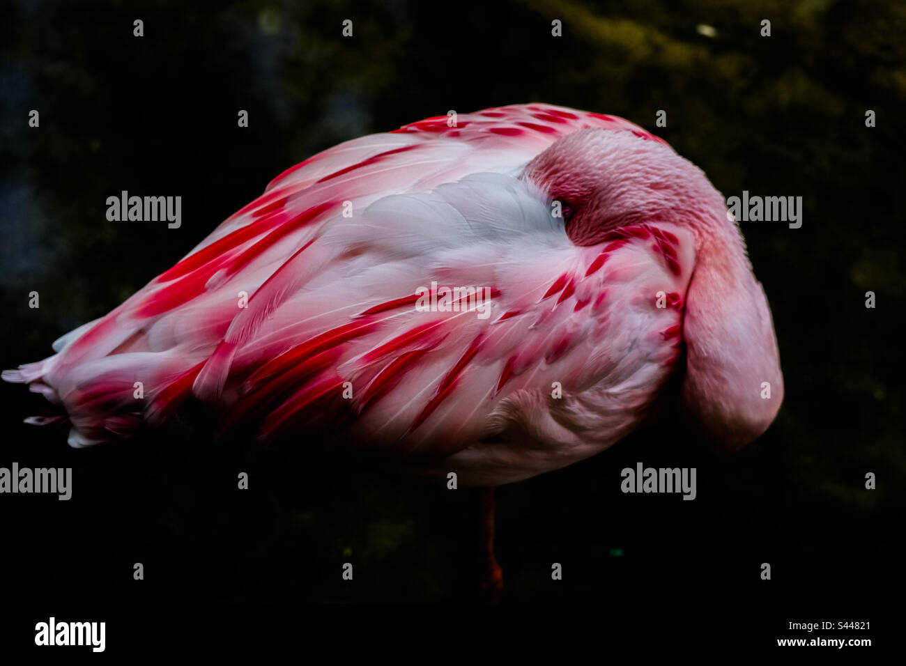Sleeping lesser flamingo Stock Photo