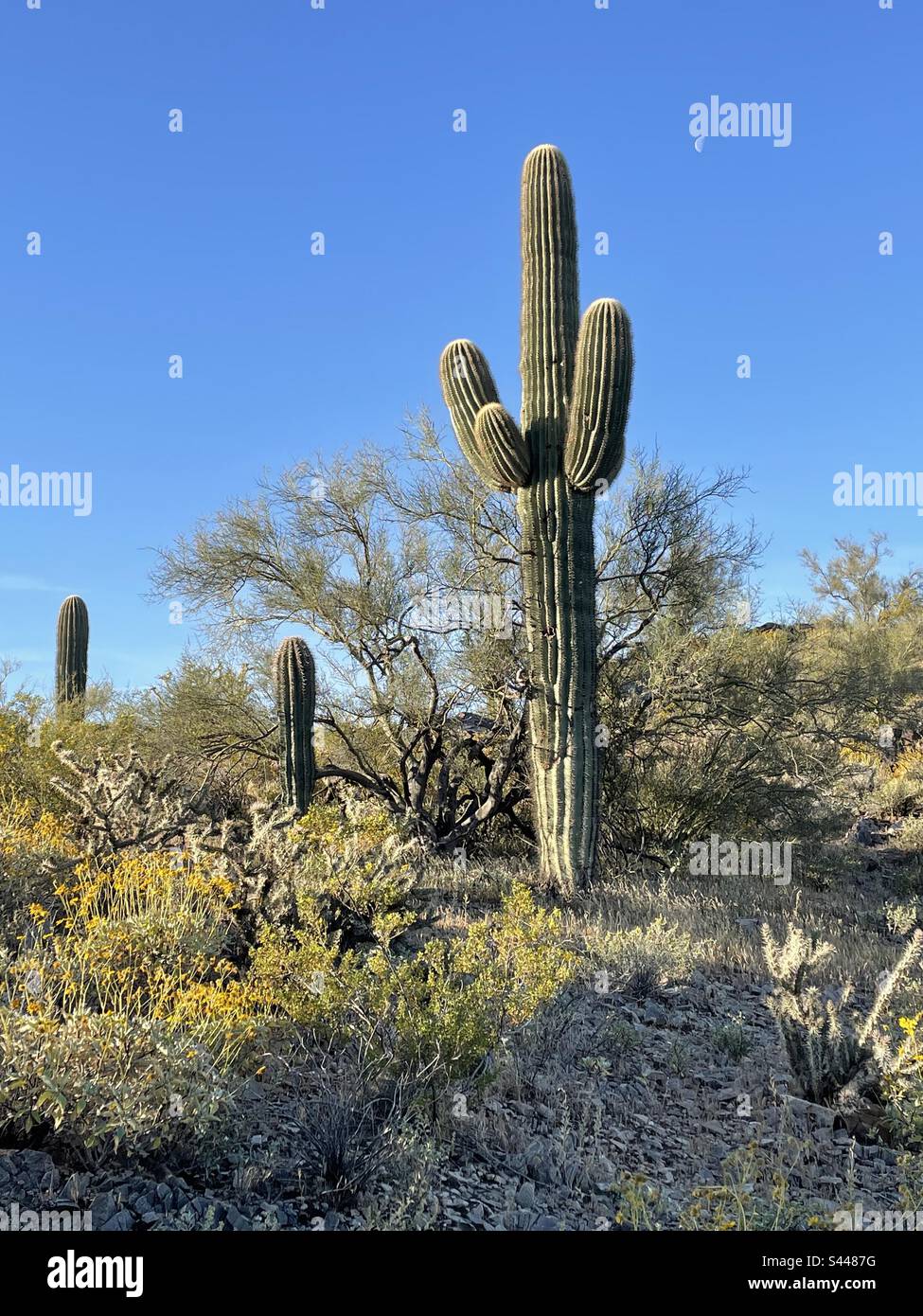 Moon in bright blue sky, giant saguaro cacti, brittle bush with yellow ...