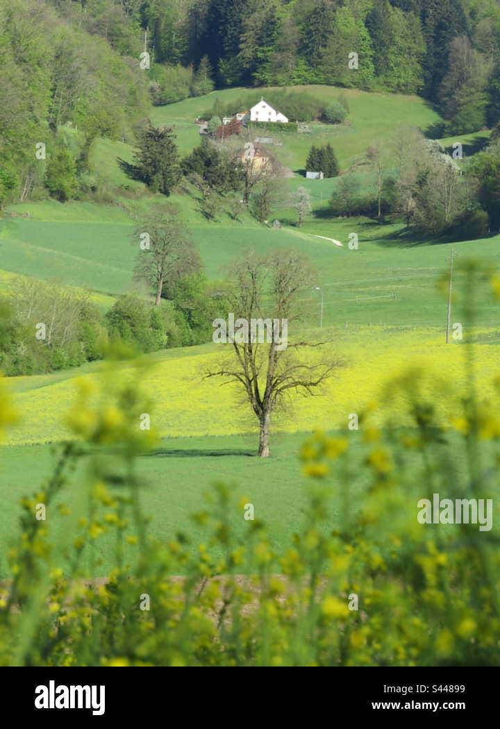Lovely Landscapes! Switzerland! - Smartphone Captured Stock Image