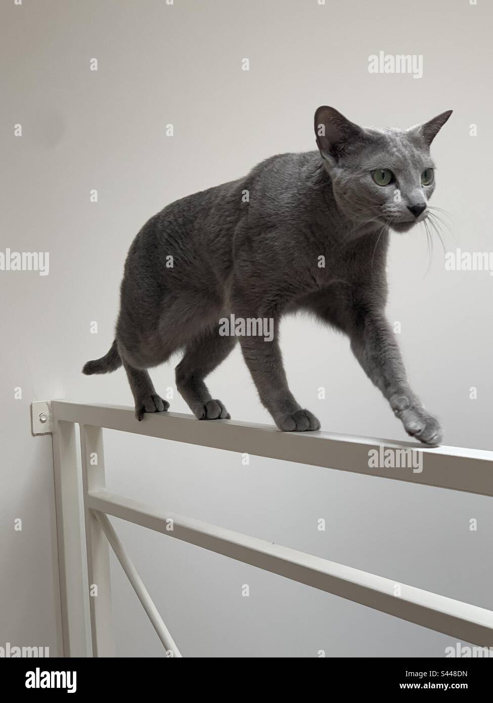 Russian blue cat walking on railing Stock Photo Alamy