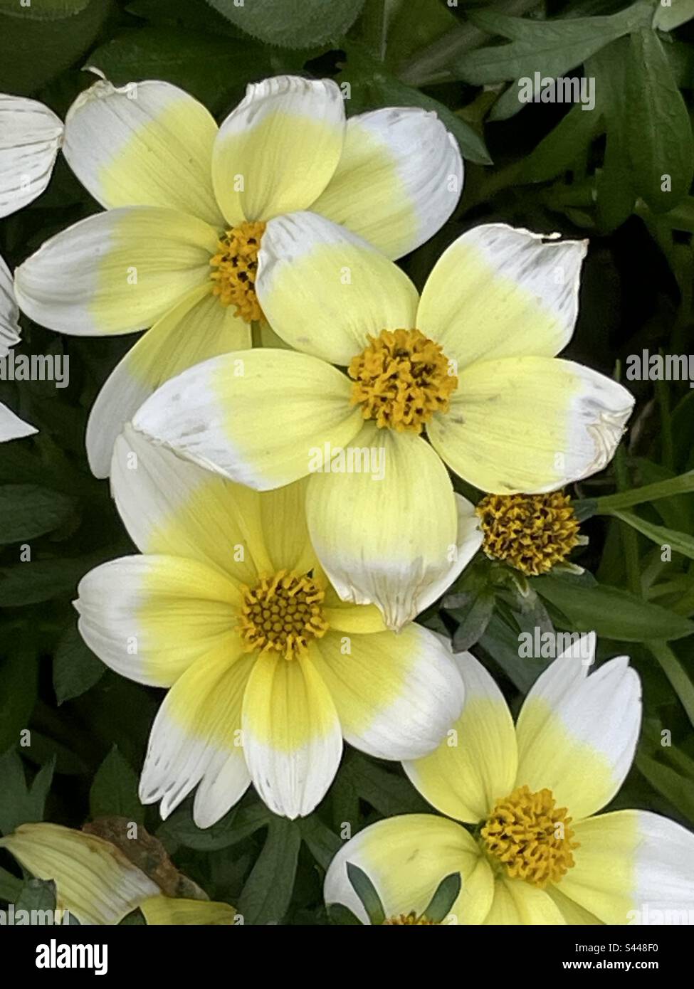 So very lovely white and yellow blossoms Stock Photo