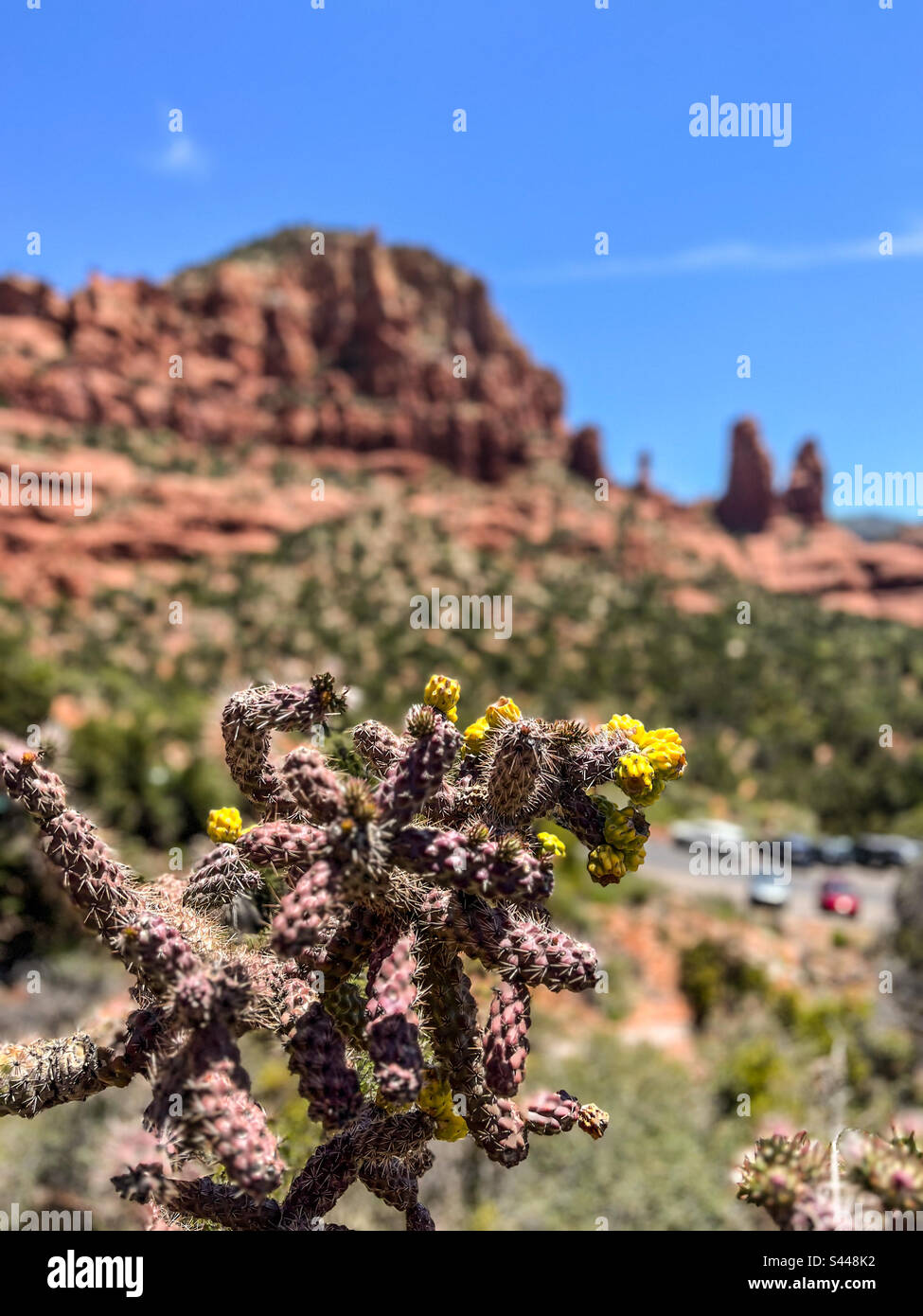 Sedona Arizona view of cactus and red rocks - Smartphone Captured Stock Image