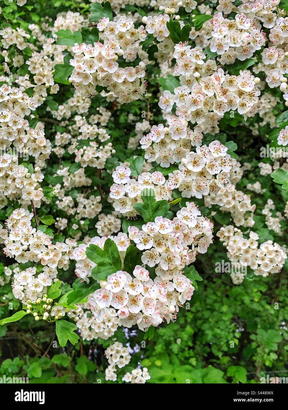 Hawthorn blossom in springtime (Crataegus monogyna) in Winchester Hampshire United Kingdom - Smartphone Captured Stock Image