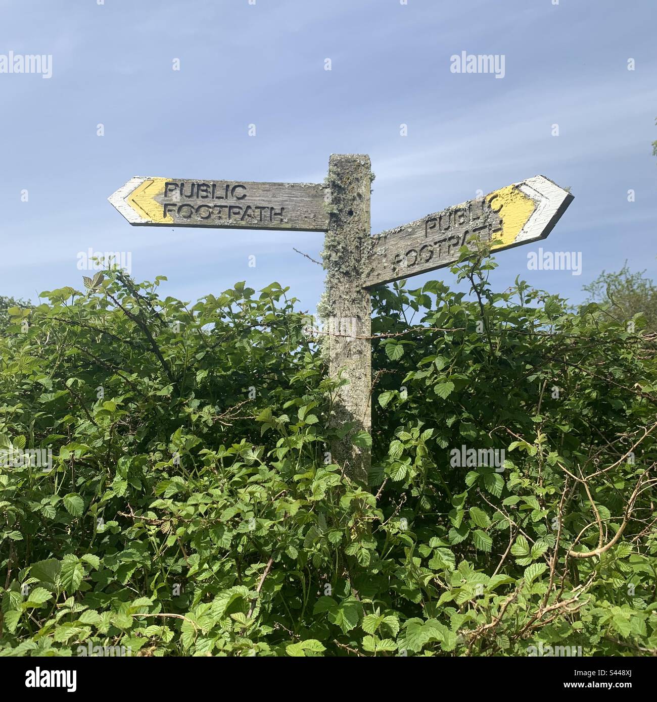 An overgrown footpath sign and bush with a summer blue sky on the Knepp Rewilding Estate in Sussex UK - Smartphone Captured Stock Image