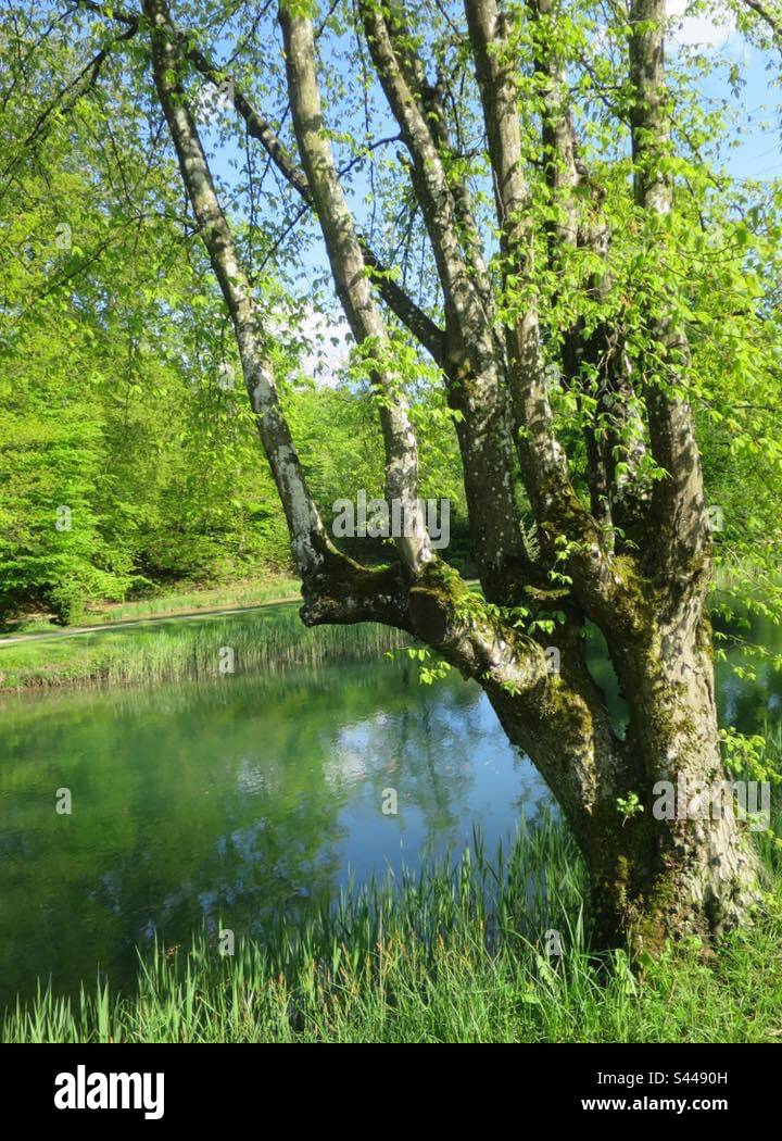 Bally-Park! Switzerland! - Smartphone Captured Stock Image