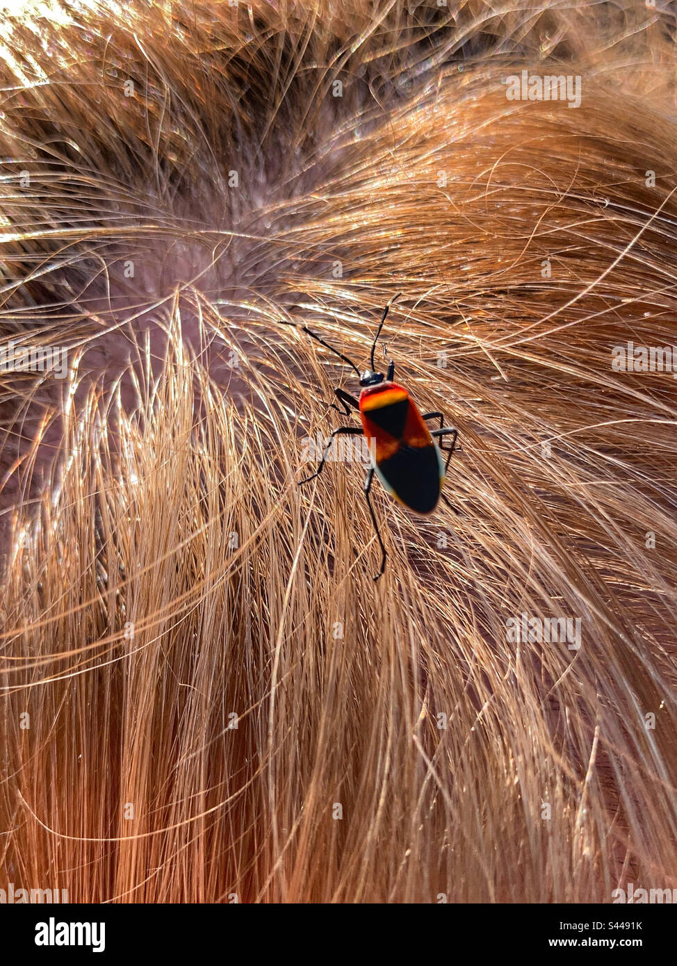 Harlequin Red Bug on a woman’s head - Smartphone Captured Stock Image