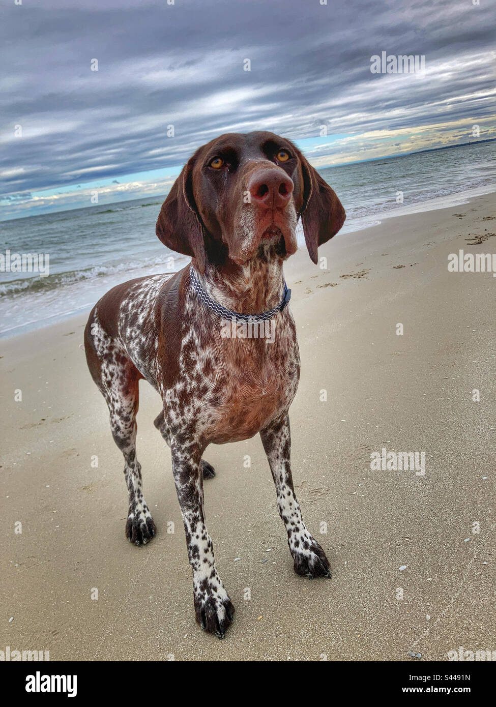 German pointer dog on Seaford beach Victoria Australia Stock Photo