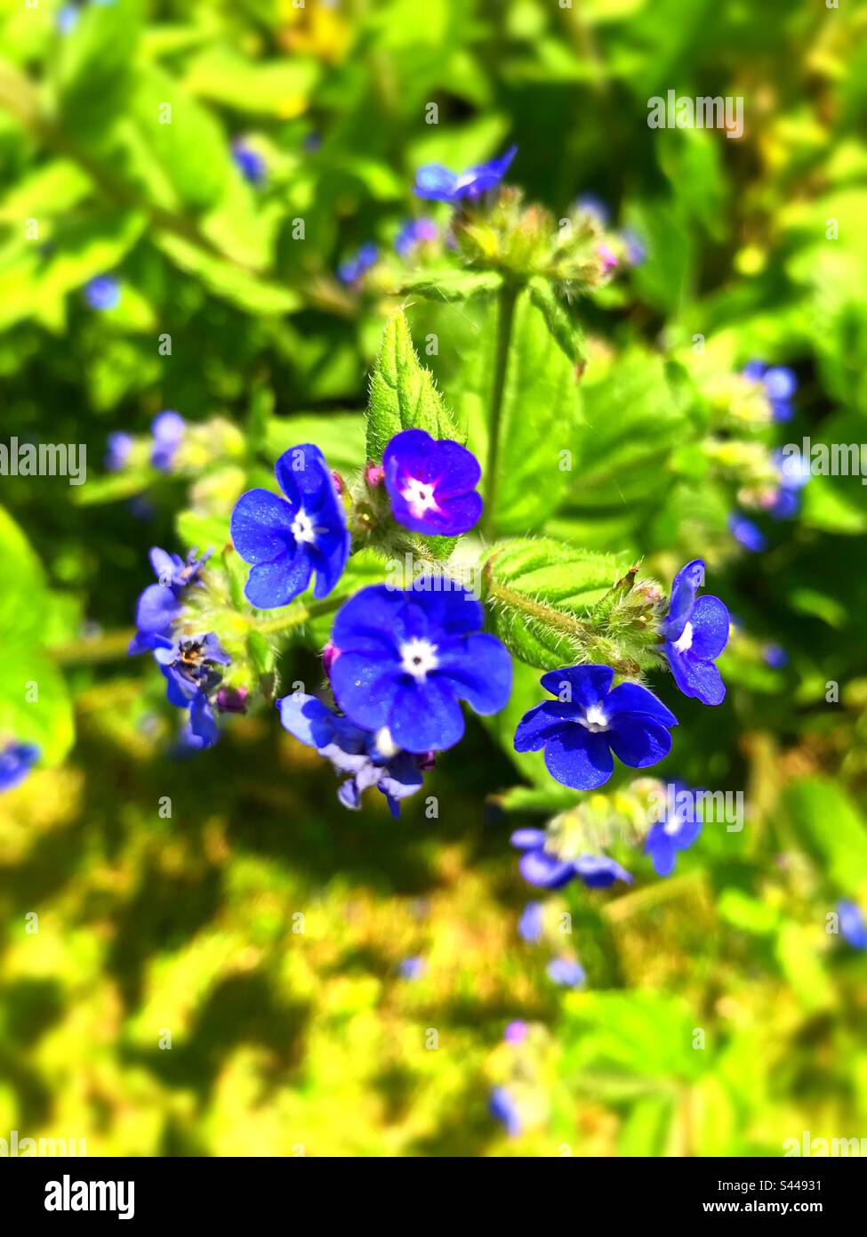 Green alkanet is a common perennial weed. Because it’s an attractive blue wildflower, some people choose to plant it in their gardens. Stock Photo