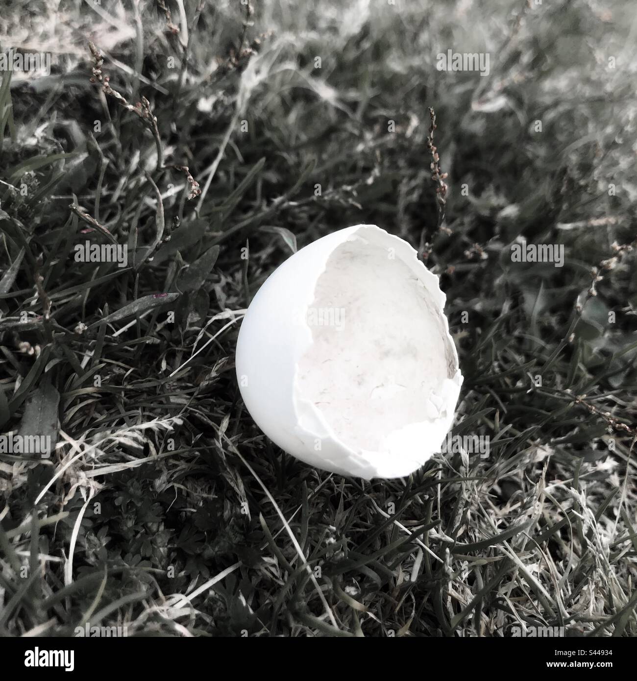 Half eggshel - Smartphone Captured Stock Image