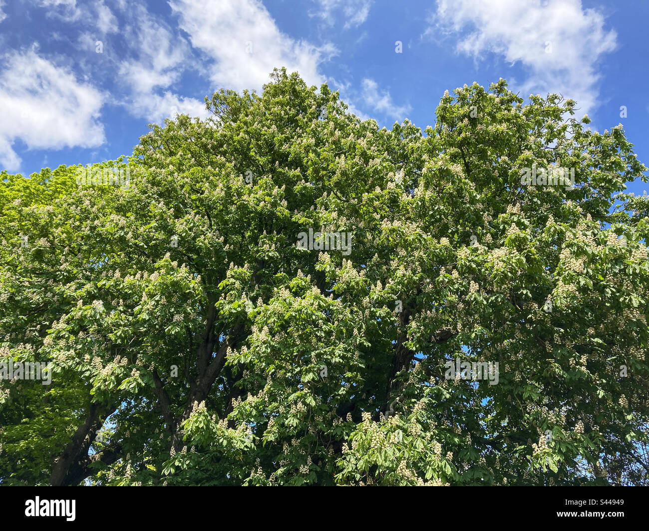 A horse chestnut tree in flower in the south of England - Smartphone Captured Stock Image