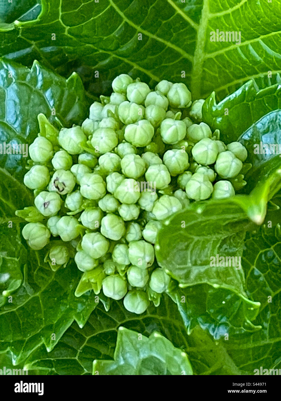 Hydrangea flower buds - Smartphone Captured Stock Image