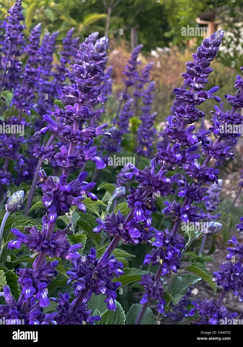 Purple salvia Stock Photo