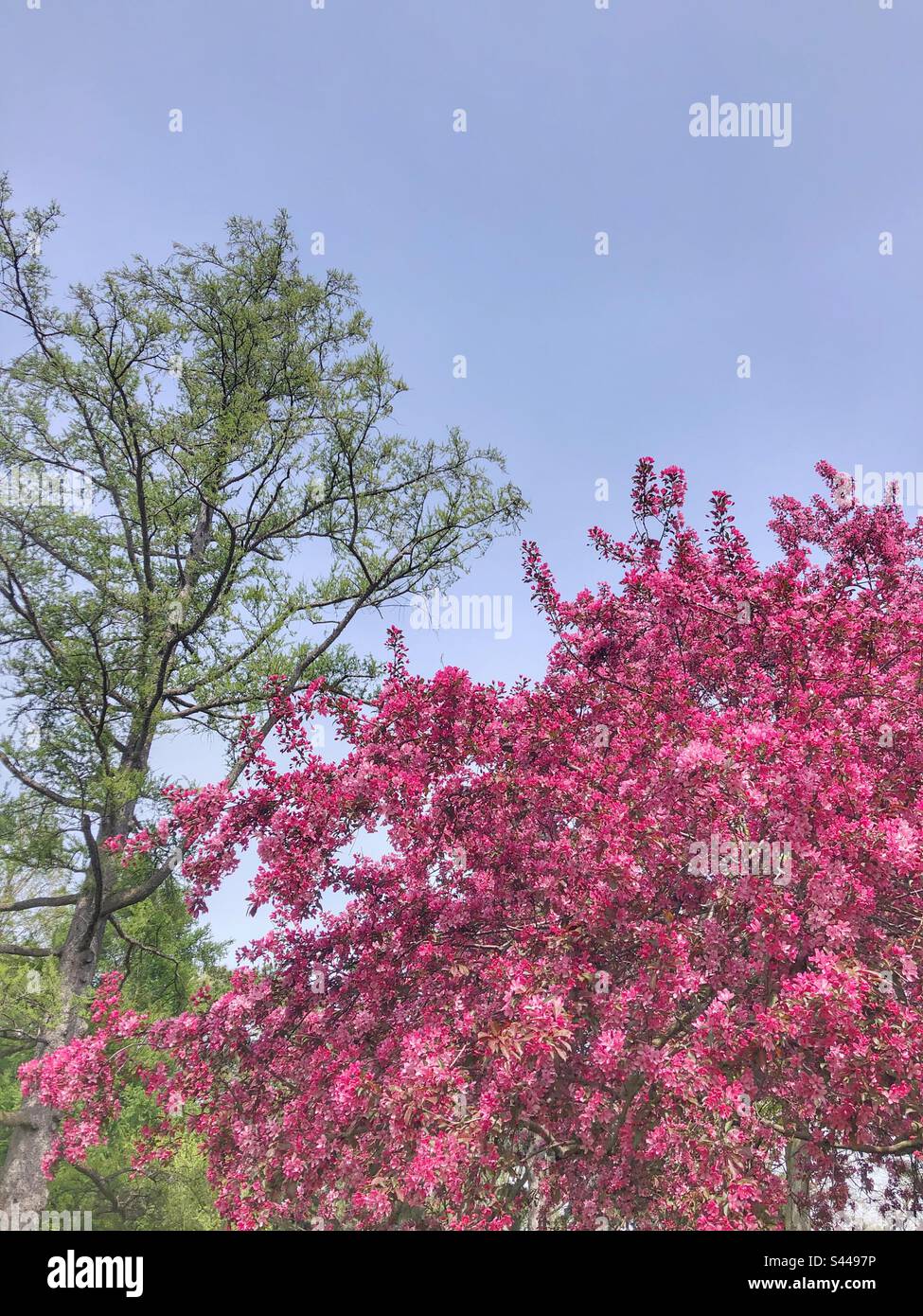 Blossoming trees in spring. - Smartphone Captured Stock Image