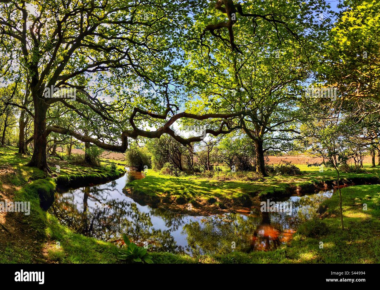 Winding Forest Stream - Smartphone Captured Stock Image