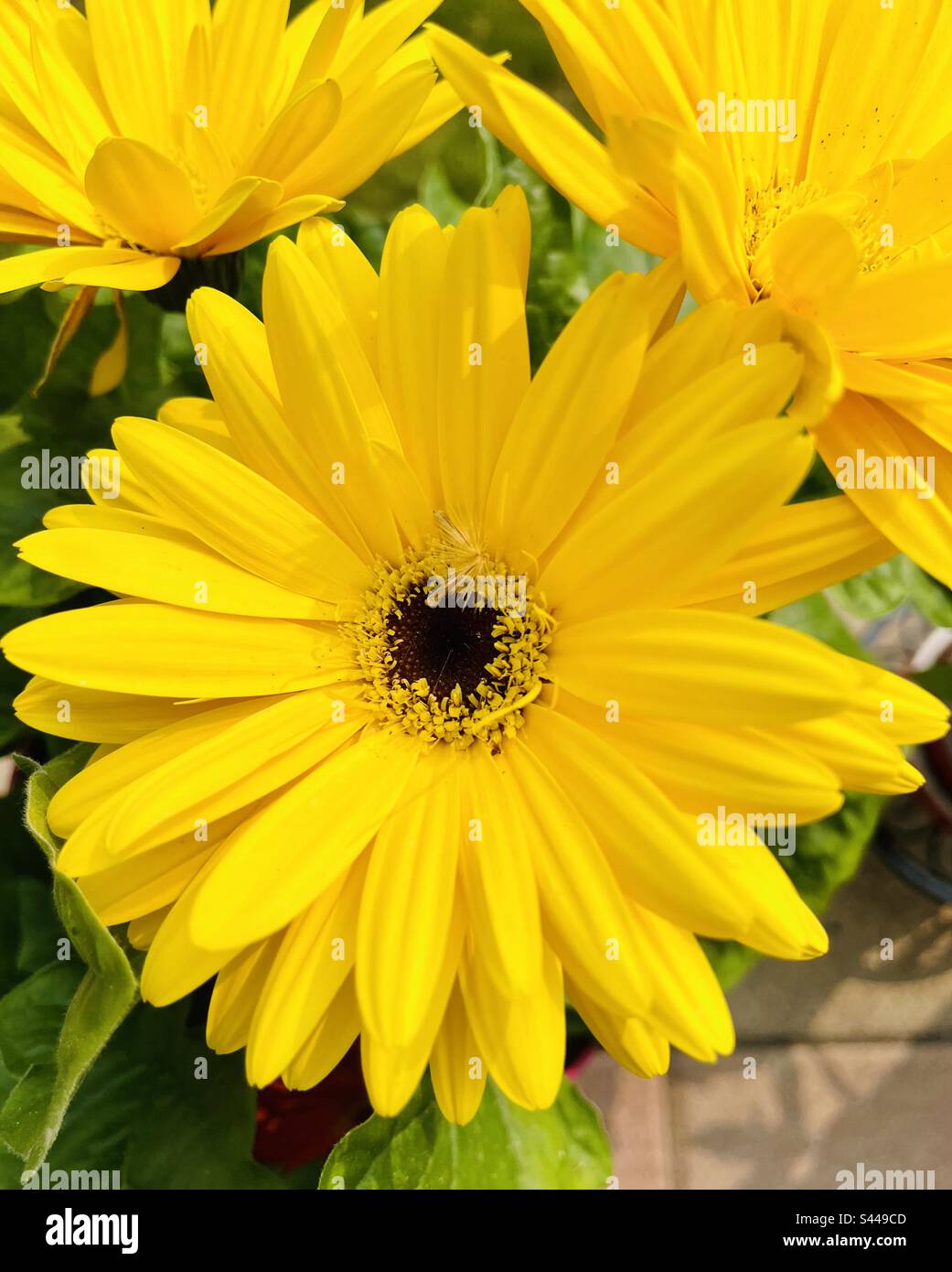 Yellow Gerbera Daisy Stock Photo - Alamy