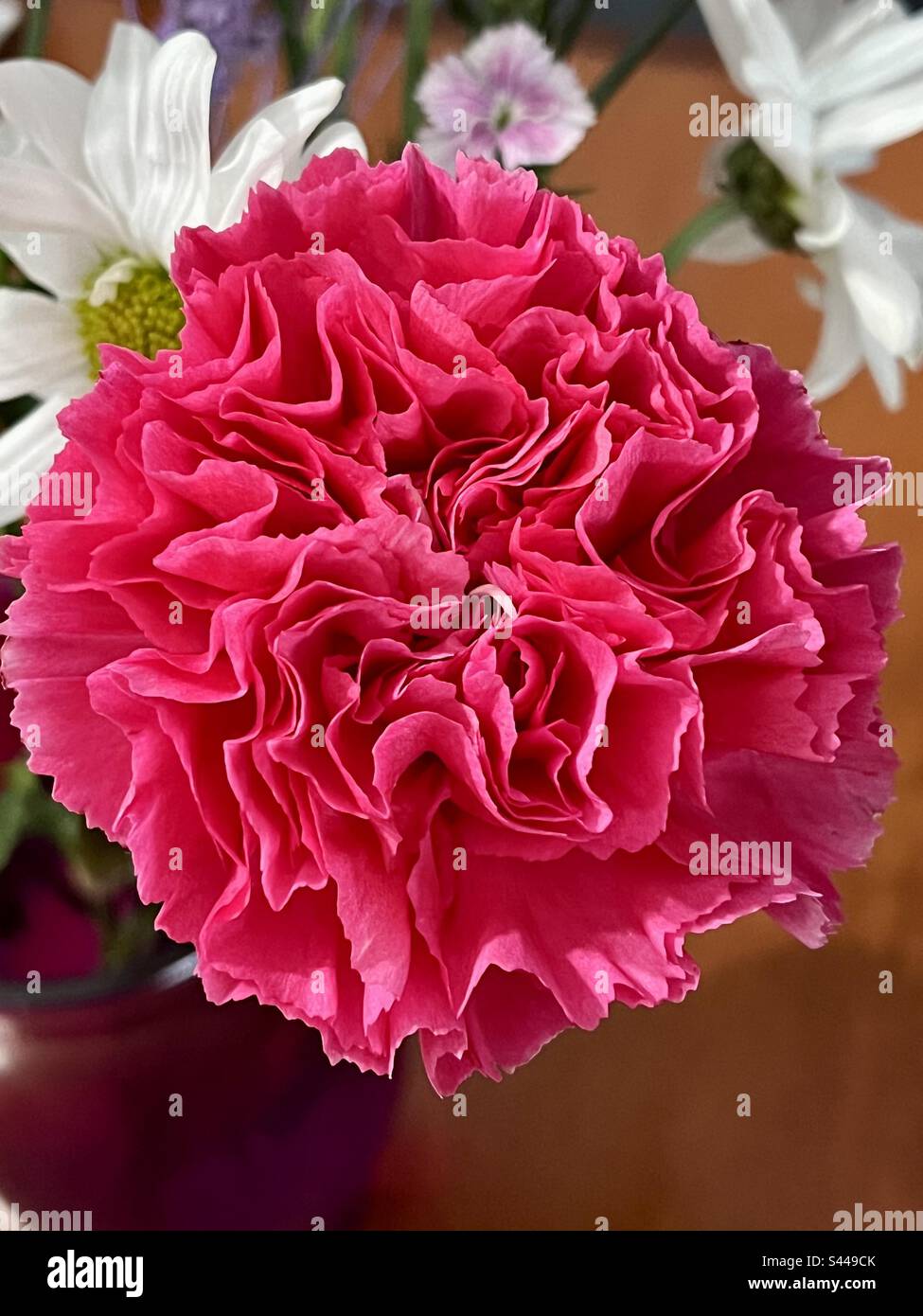 Up close photo of a pink carnations in a vase Stock Photo Alamy