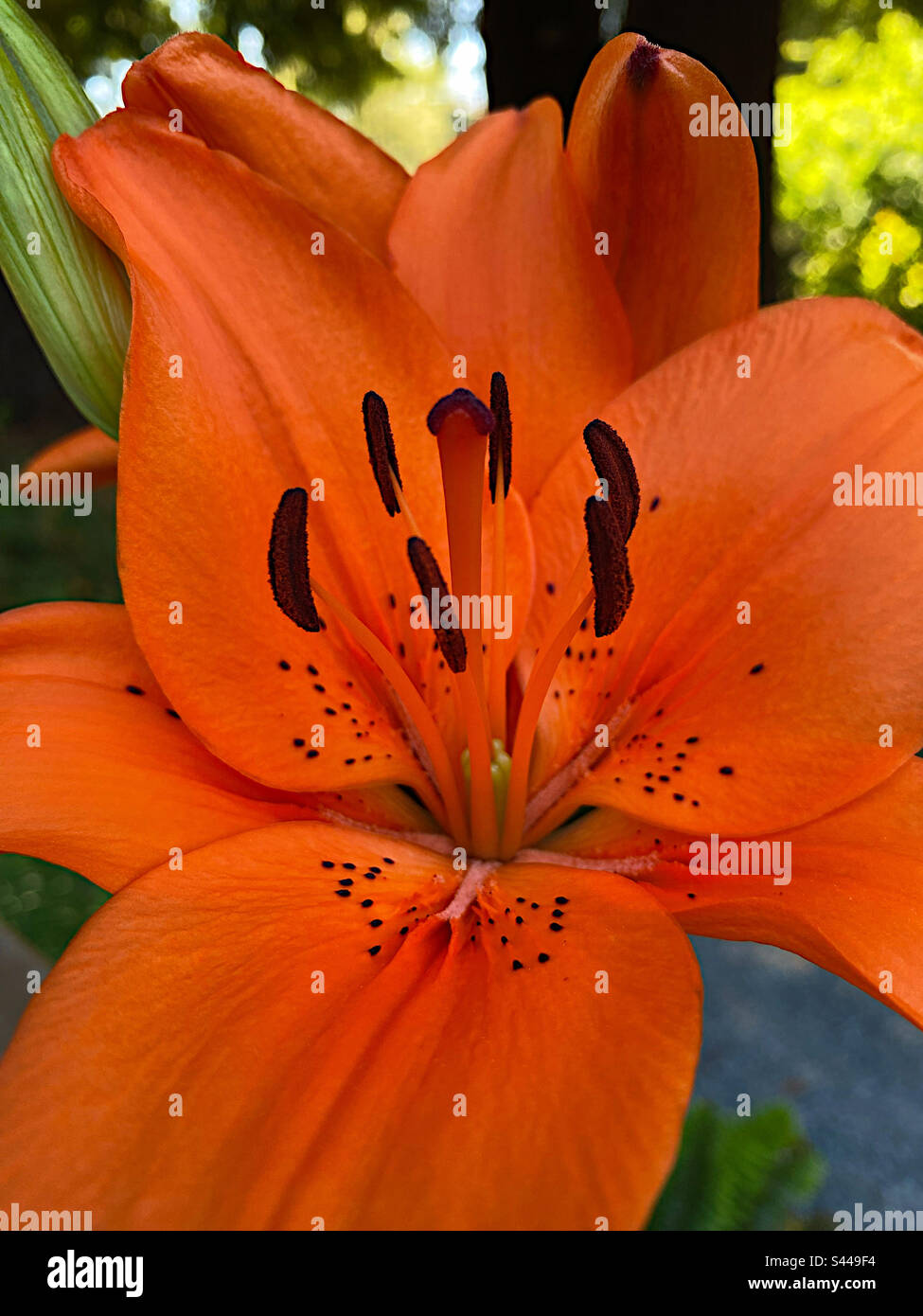 Orange lily blossom detail Stock Photo Alamy