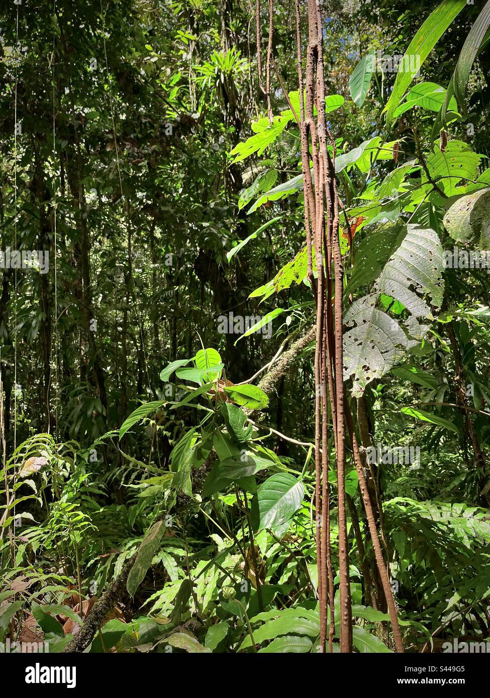 View of the natural environment of a tropical forest with vines in the trees. Photo taken in Guadeloupe in May 2023 Stock Photo