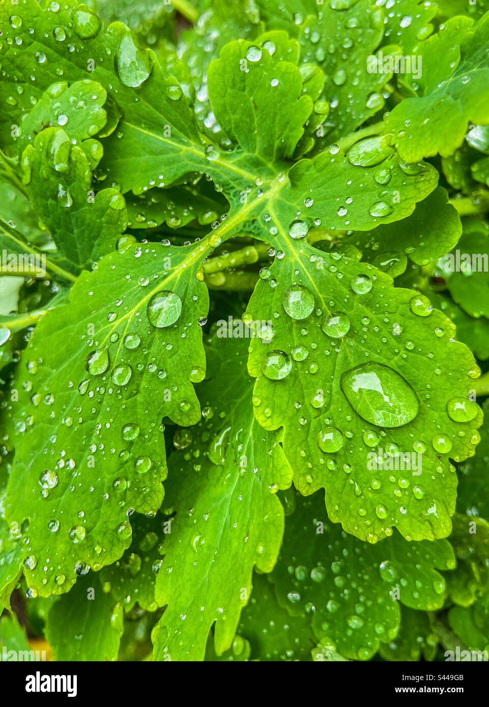 Green leaves with water droplets natural background, celandine. Stock Photo