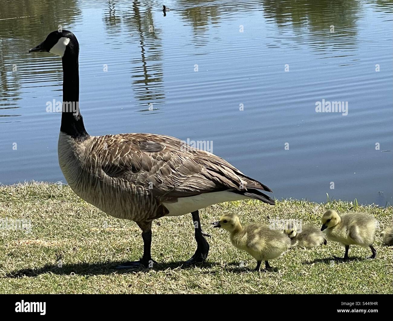 Canada Goose, three fuzzy goslings, golf course pond, Scottsdale, AZ Stock Photo