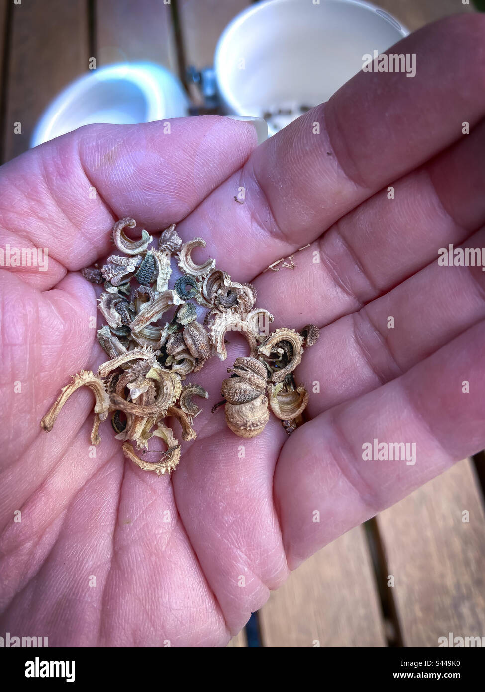 Close up of the hand of a woman gardener holds dried seeds of Calendula officinalis, pot marigold harvested from her fall garden - Smartphone Captured Stock Image