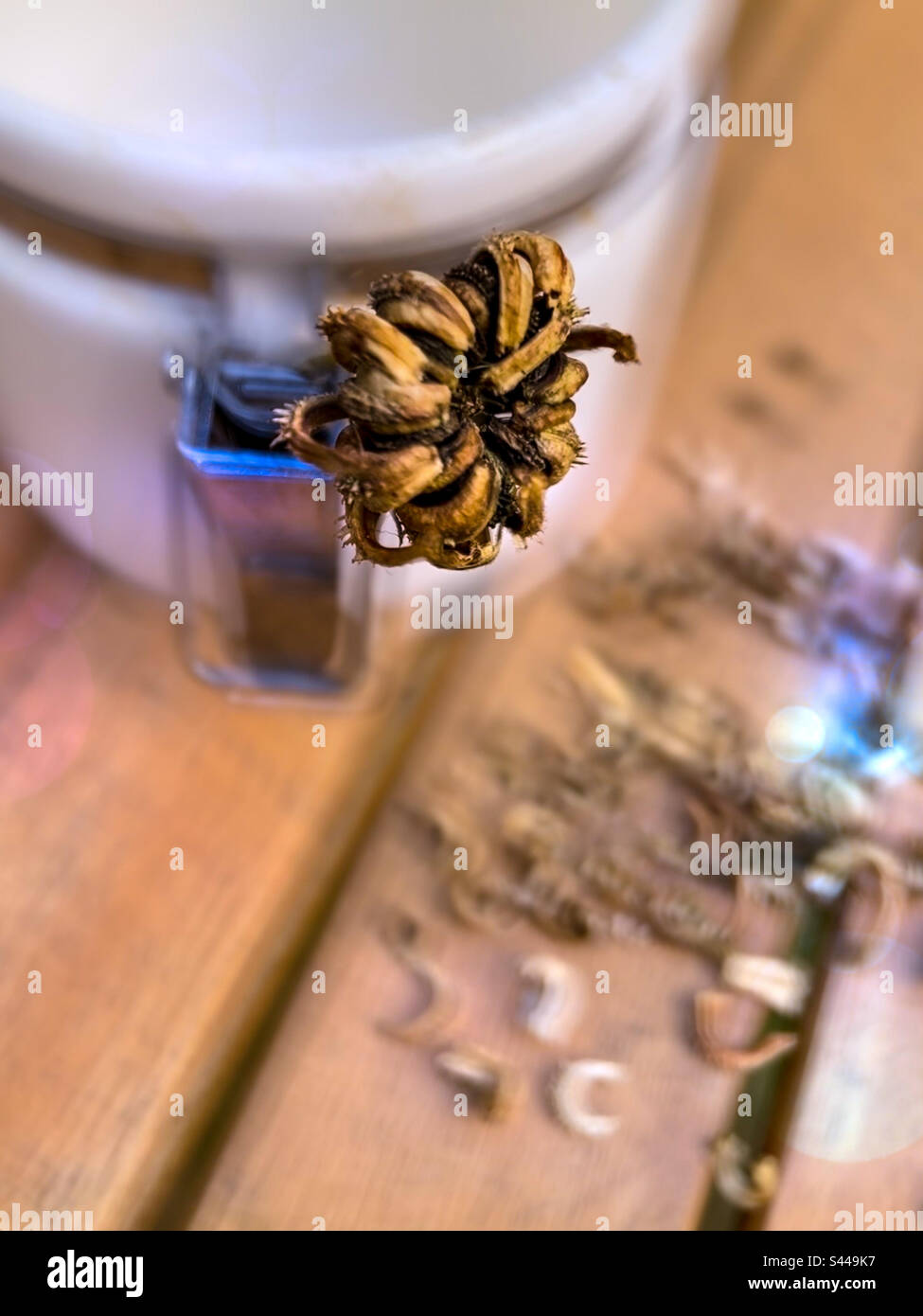Close up of calendula, pot marigold seed head and dried seeds, autumn harvest on a wooden table with a jar for storing harvested seeds, selective focus. - Smartphone Captured Stock Image