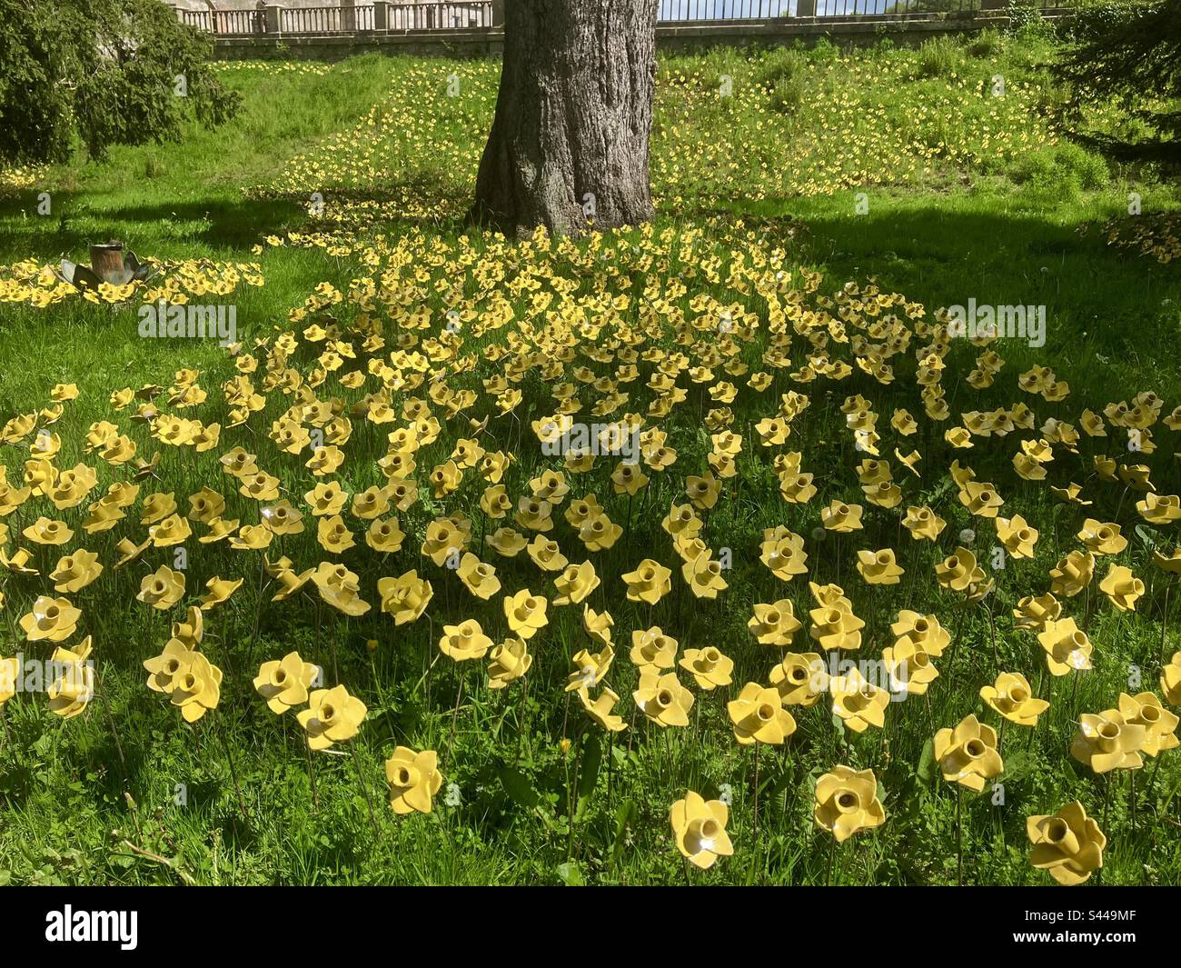 Lowther castle uk 10,000 daffodils installation Stock Photo Alamy