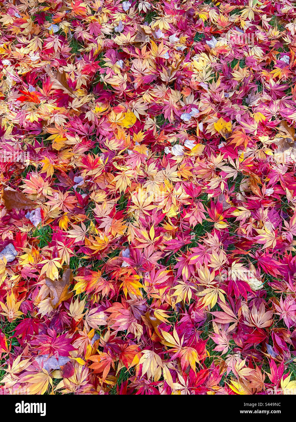 Beautiful multicolored fall Japanese maple leaves red yellow gold cover the ground for a natural background. - Smartphone Captured Stock Image