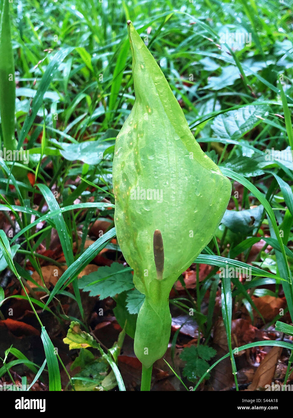 Lords and ladies plant growing in beechwoods in springtime at Micheldever woods near Winchester Hampshire United Kingdom - Smartphone Captured Stock Image