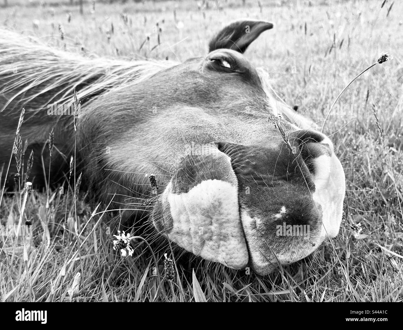Black and white Peek-a-Boo, Sleeping pony Stock Photo