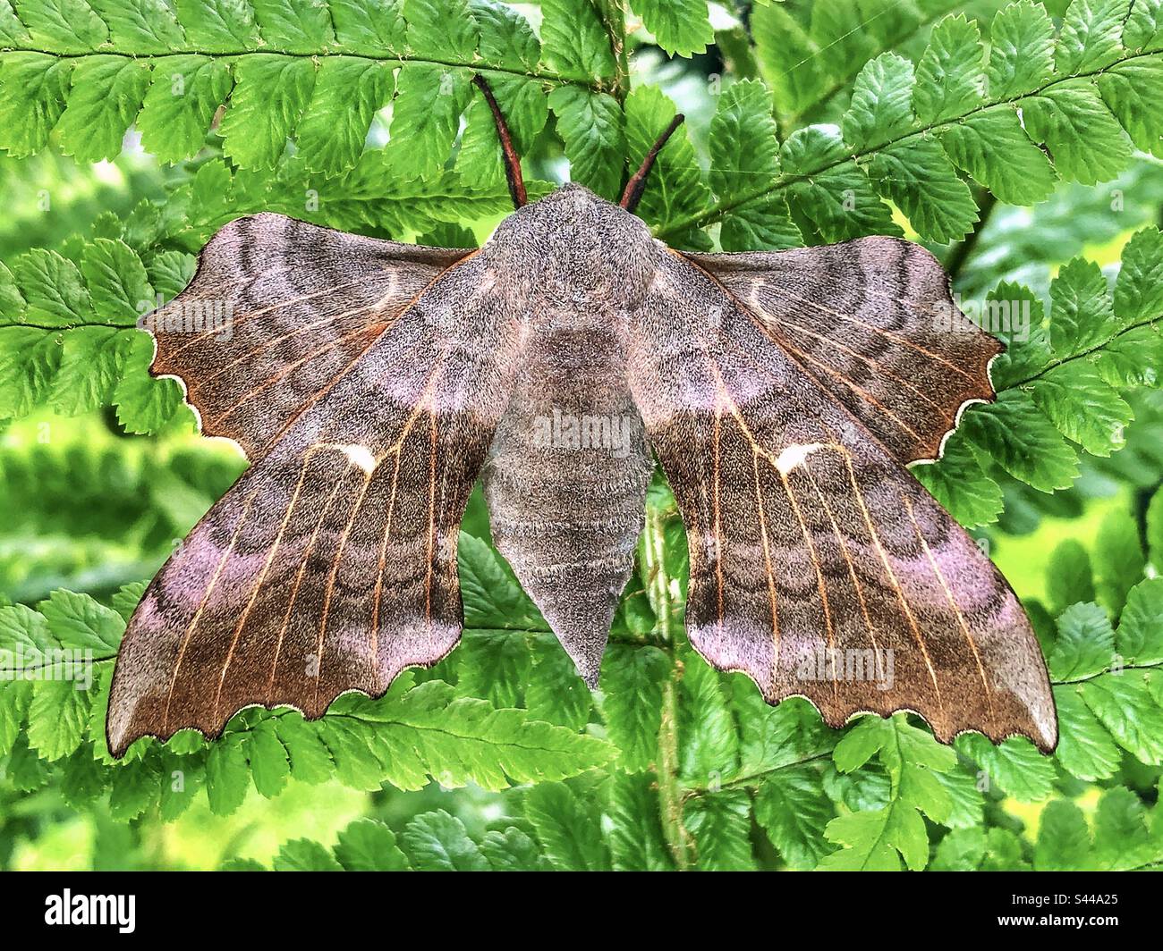 Poplar hawk moth (Laothoe populi) resting on a fern Stock Photo