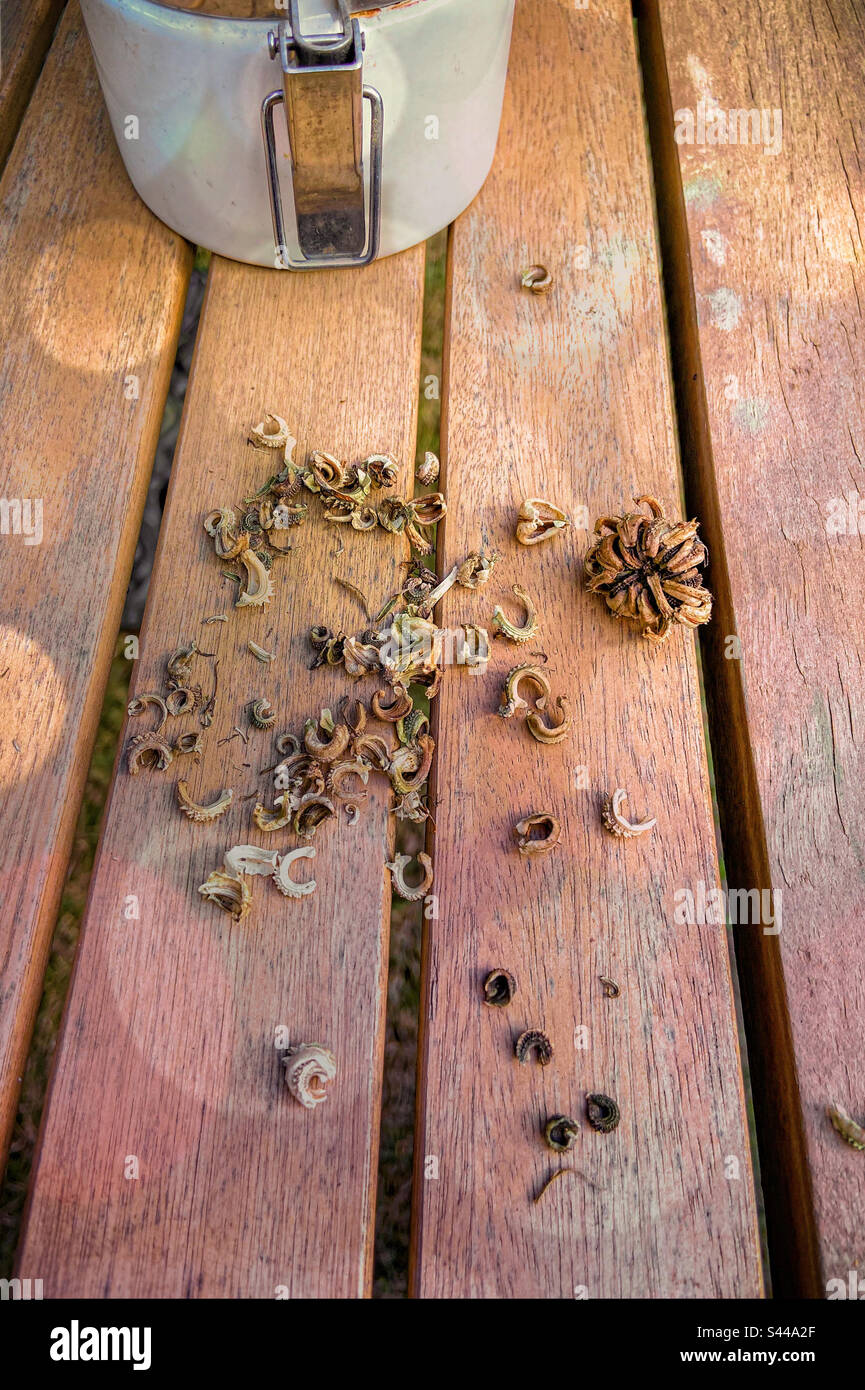 Dried calendula, pot marigold, seeds and seed head harvesting in the fall, on a wooden table outdoors with a jar for storing harvested seeds. - Smartphone Captured Stock Image