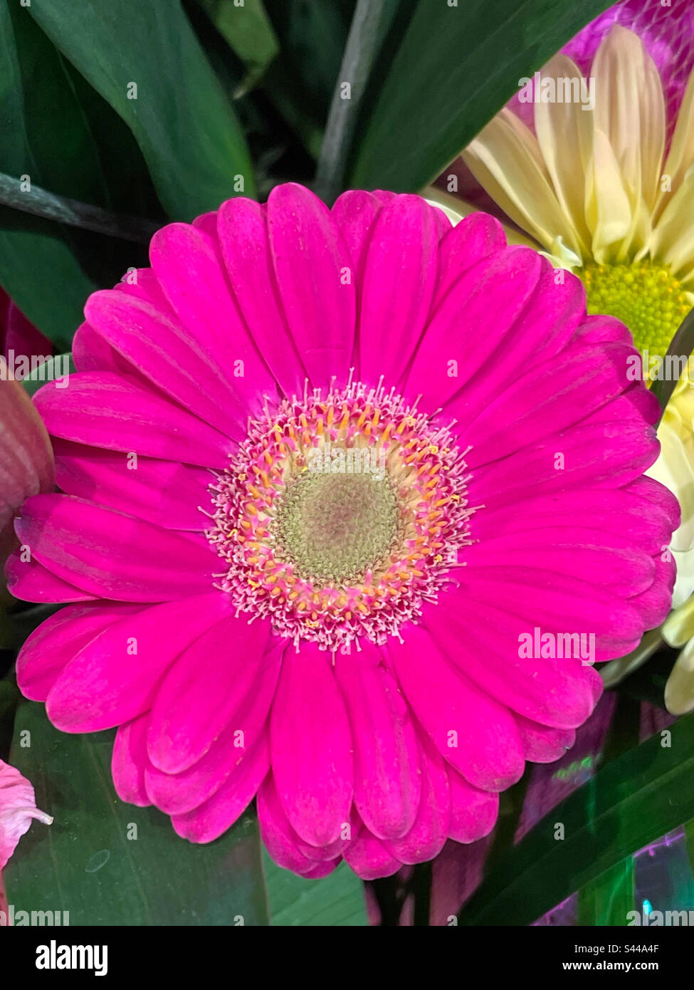 A lovely pink gerbera for a pink lady Stock Photo Alamy