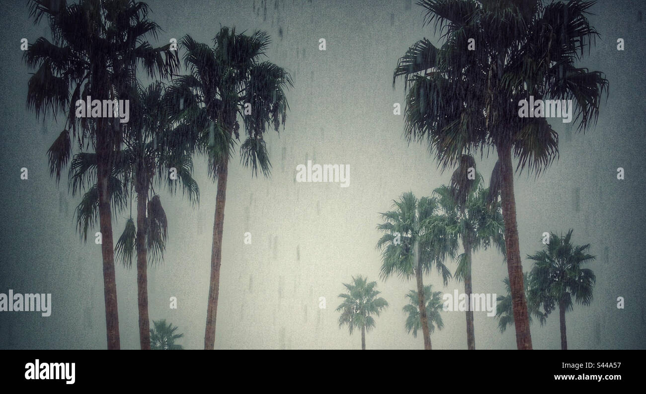 Palm trees grey sky hi-res stock photography and images - Alamy