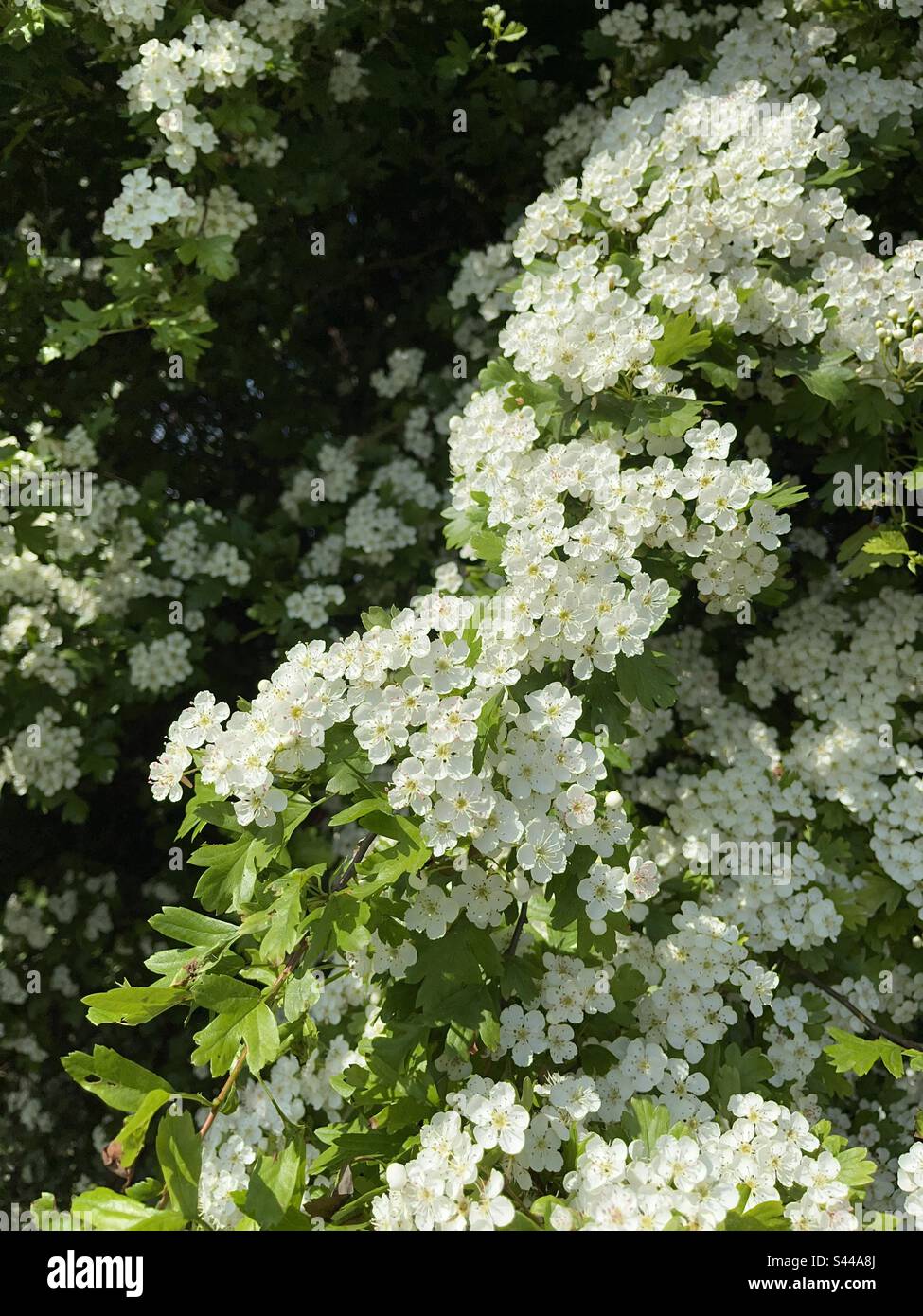 Beautiful white may blossom on hawthorn tree in spring. Diagonal ...